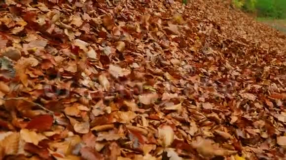 秋天的秋叶视频的预览图