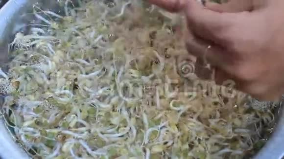 洗干净豆芽视频的预览图