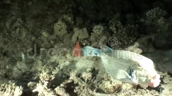 沙布沙姆水下的巨型河豚视频的预览图