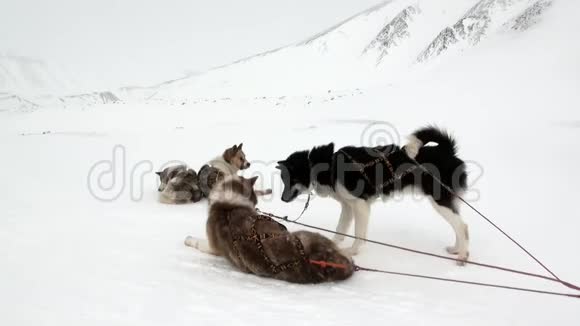 雪橇狗队马拉穆特哈士奇爱斯基摩人在北极休息视频的预览图