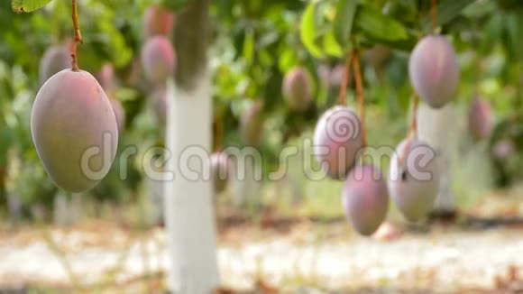 芒果热带水果挂在满是芒果的种植园的树枝上视频的预览图