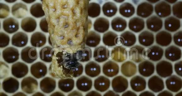 欧洲蜂蜜蜜蜂意大利蜜蜂蜂房女王诺曼底蜂房实时4K视频的预览图
