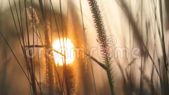 草花带夕阳模糊背景视频的预览图