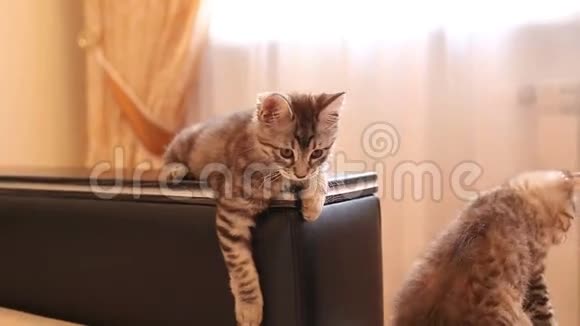 家里可爱的小猫视频的预览图