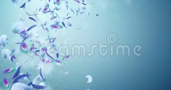 飞行浪漫紫蓝兰花花瓣落座环4k视频的预览图