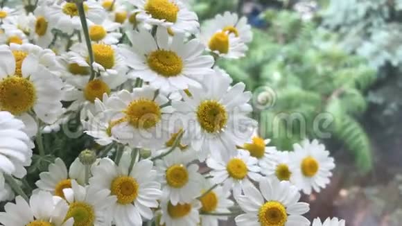 美丽的夏花洋菊视频的预览图