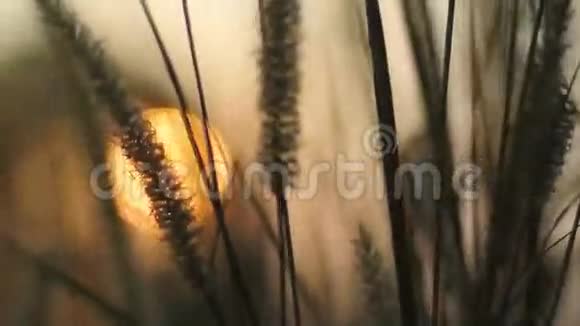 草花带夕阳模糊背景视频的预览图