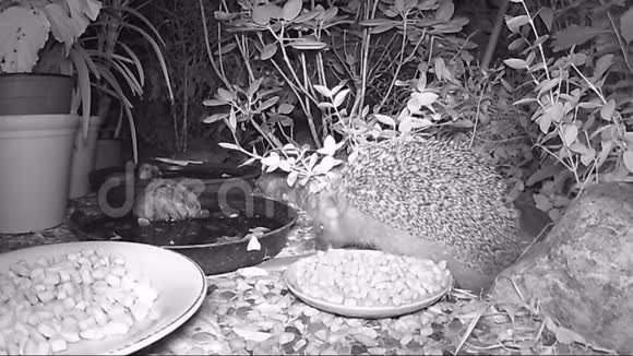 欧洲刺猬晚上在花园里喂猫食视频的预览图