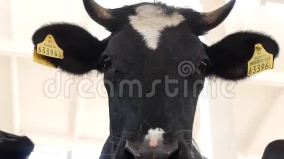一头黑牛站在一个摊子里看着镜头特写农业农业黑牛视频的预览图