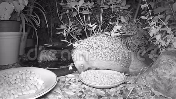欧洲刺猬晚上在花园里喂猫食视频的预览图