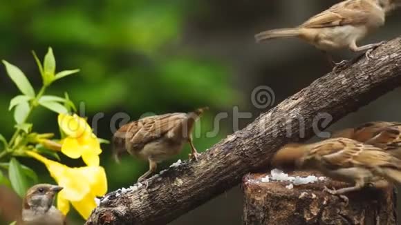 一群菲律宾玛雅鸟或欧亚大树麻雀栖息在树枝上啄食米粒视频的预览图