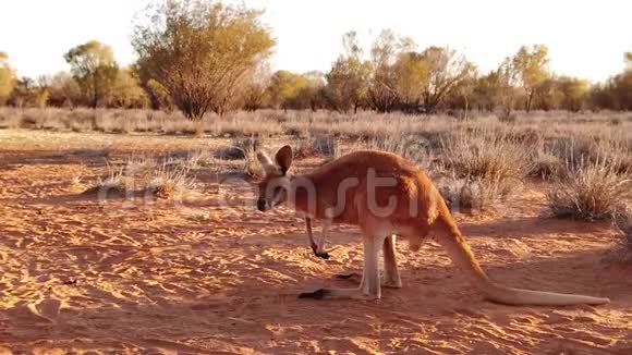 澳大利亚沙漠红中心的袋鼠视频的预览图