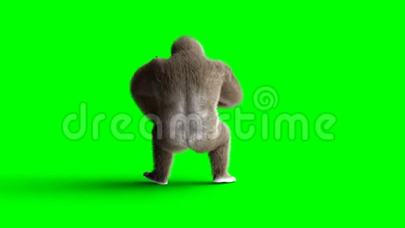有趣的棕色大猩猩打鼓超级逼真的皮毛和头发绿屏4K动画视频的预览图