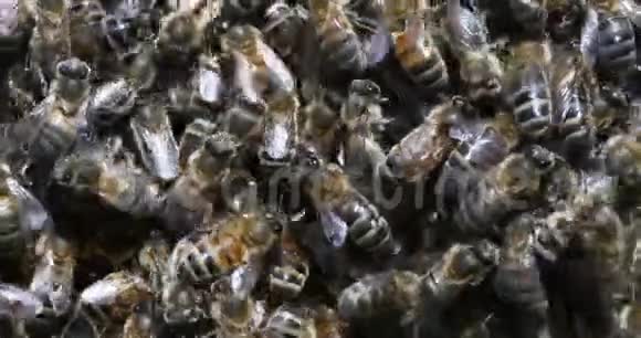 欧洲蜜蜂蜜蜂蜜蜂在肺泡上工作的蜜蜂诺曼底实时4K视频的预览图