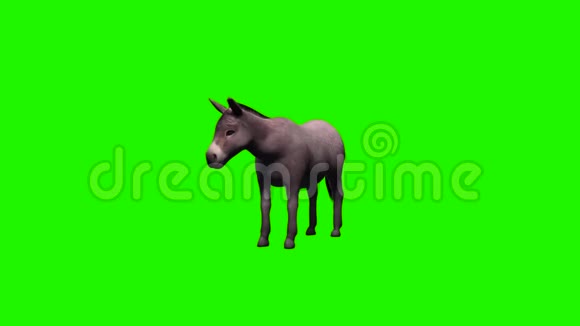 驴子闲着没有阴影绿色的屏幕视频的预览图