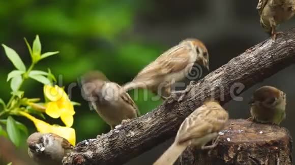 一群菲律宾玛雅鸟或欧亚大树麻雀栖息在树枝上啄食米粒视频的预览图