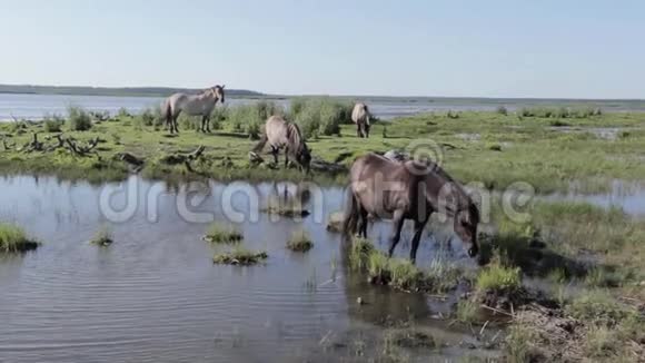 野马在拉脱维亚湖上的草地上吃草视频的预览图