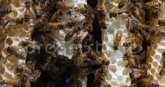 欧洲蜜蜂蜜蜂蜜蜂野生射线上的蜜蜂在肺泡上工作的蜜蜂诺曼底的野生蜂巢实时4K视频的预览图