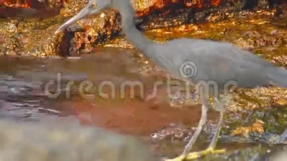 太平洋礁鹭捕食鱼类视频的预览图