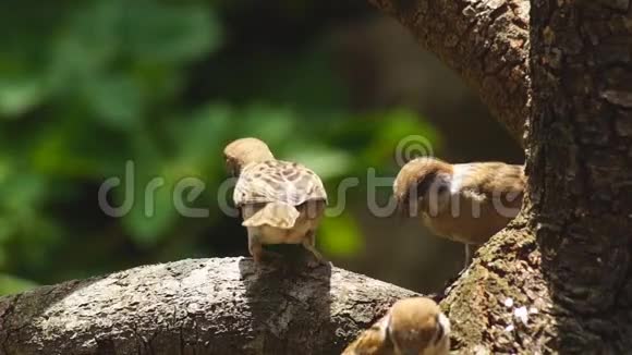 一群菲律宾玛雅鸟或欧亚大树麻雀栖息在树枝上啄食米粒视频的预览图