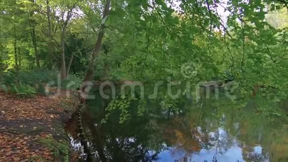 秋天湖畔地上的五彩落叶视频的预览图