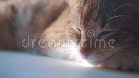 猫睡觉的概念猫睡在窗户上阳光和生活方式窗户是一个可爱的视频视频的预览图