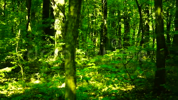 阳光明媚的森林中的树木潘视频的预览图