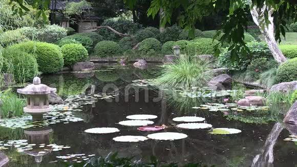 澳大利亚一个风景优美的日本花园的池塘里有一棵小树视频的预览图