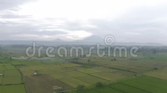 巴厘岛4K试飞绿色稻田视频的预览图