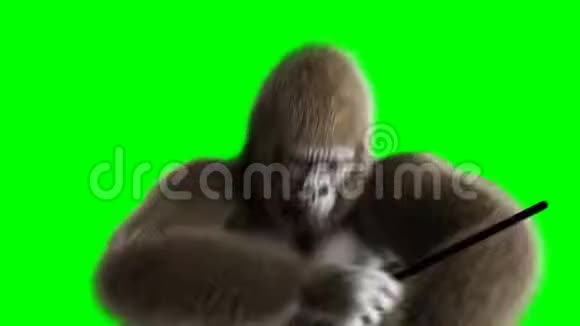有趣的棕色大猩猩打鼓超级逼真的皮毛和头发绿屏4K动画视频的预览图
