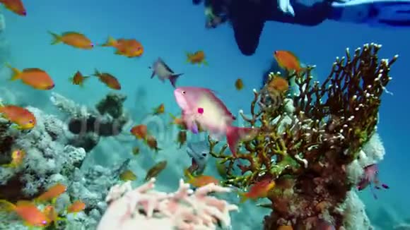 充满活力的珊瑚礁和潜水员上的五颜六色的鱼红海4K视频的预览图