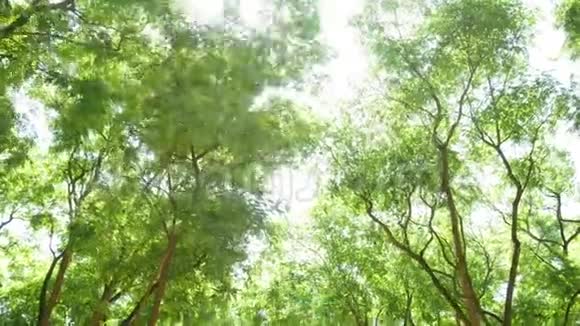 公园自然绿树视频的预览图