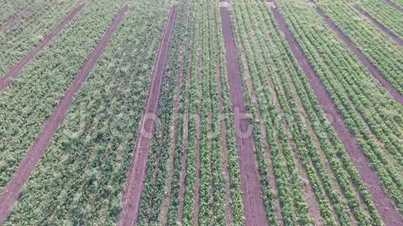 蔬菜是如何在地里生长的西红柿西葫芦黄瓜茄子土豆长在地里农艺视频的预览图