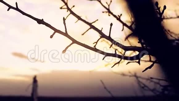 巨大的宏观景观枝芽梨剪影夕阳视频的预览图