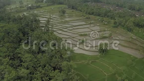 巴厘岛4K无人驾驶飞机绿色稻田视频的预览图