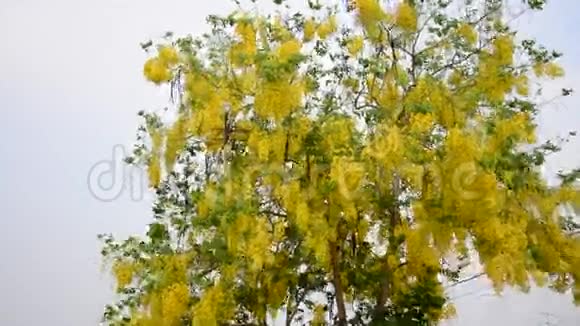 有着被称为金色花洒树的决明瘘管的风视频的预览图
