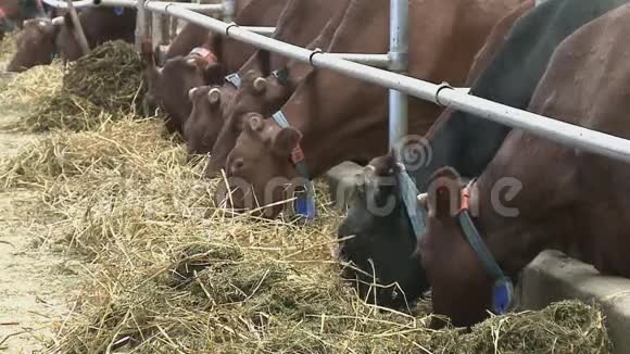 在野外放牧的牛视频的预览图