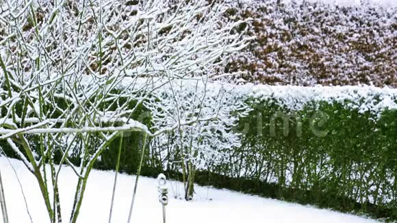 花园里下雪了视频的预览图