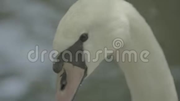 湖上的白天鹅特写镜头视频的预览图
