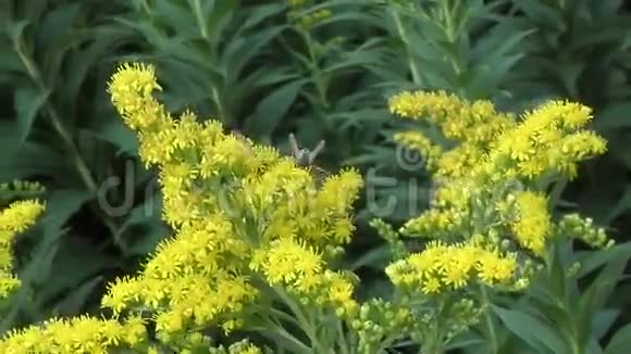 昆虫在黄花上采集花蜜视频的预览图