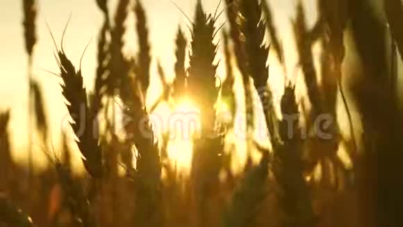 小麦穗粒摇风谷物收获在夏天成熟成熟麦地对抗蓝色视频的预览图