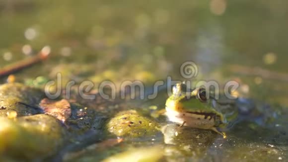 沼泽里池塘里的绿蛙生活方式ranaesculenta青蛙在水中的大自然动物野生概念视频的预览图