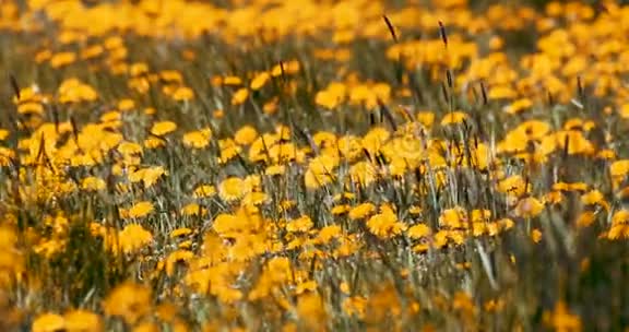 春天的花朵在草地上蒲公英视频的预览图
