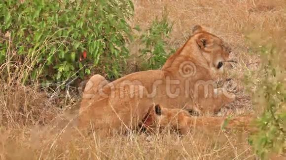 母狮子带幼崽马赛马拉视频的预览图