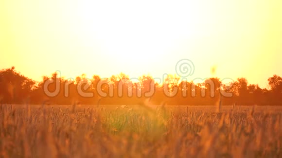 日落时麦田里美丽的金色风景视频的预览图