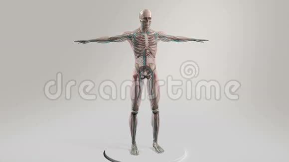 男性人体解剖显示全身旋转视频的预览图