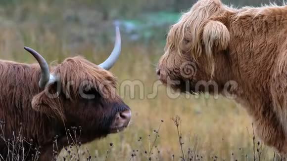 高地牛BoGhaidhealachHeilancoo苏格兰牛种有长角和长波浪形视频的预览图