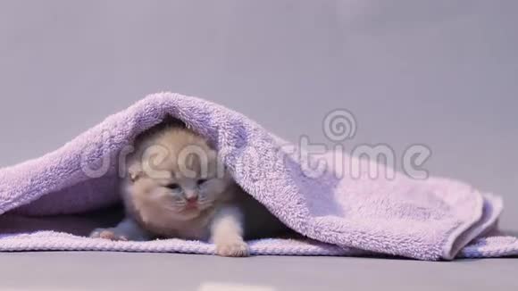 小猫在毛巾下视频的预览图