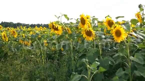 盛开的向日葵在阳光明媚的夏日阳光明媚的背光农业花卉背景视频的预览图