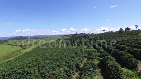 巴西晴天的咖啡种植园咖啡工厂视频的预览图